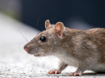 Pourquoi opter pour une dératisation professionnelle face à une infestation avancée ?