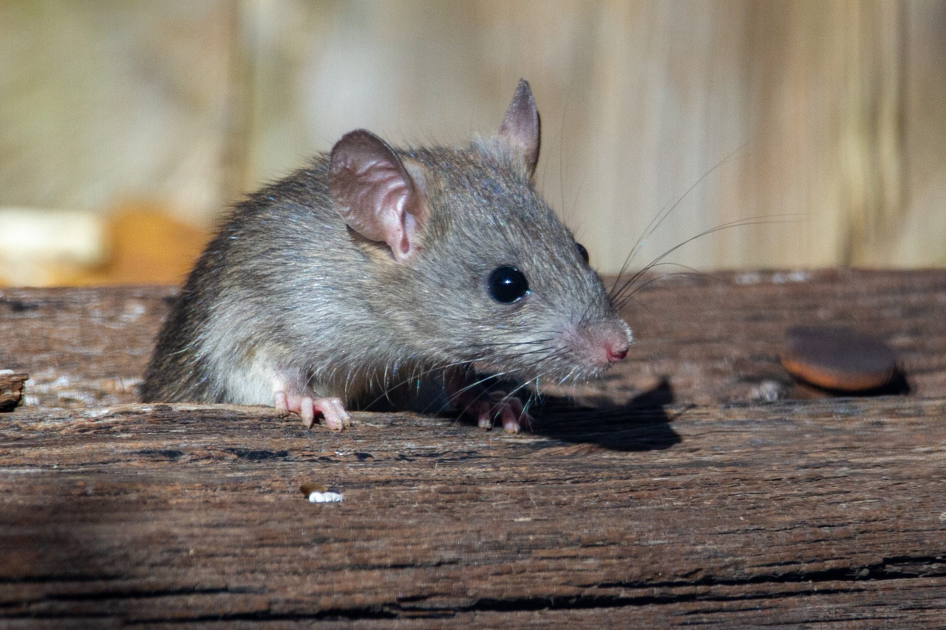 ᐅ Les stratégies à adopter pour une éradication durable des rats