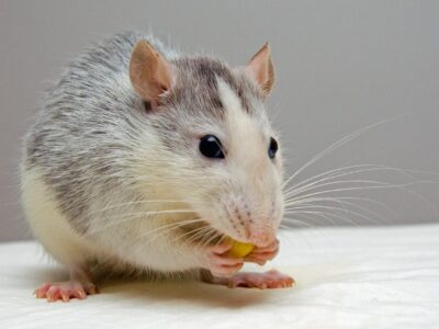 Quelles sont les stratégies complémentaires pour une éradication durable des rats ?